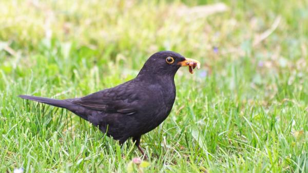 Si un mirlo aparece en tu jardín o se acerca a tu casa, puede no ser una simple coincidencia: esto es lo que significa - Si lleva lombrices o insectos en el pico, puede haber polluelos cerca