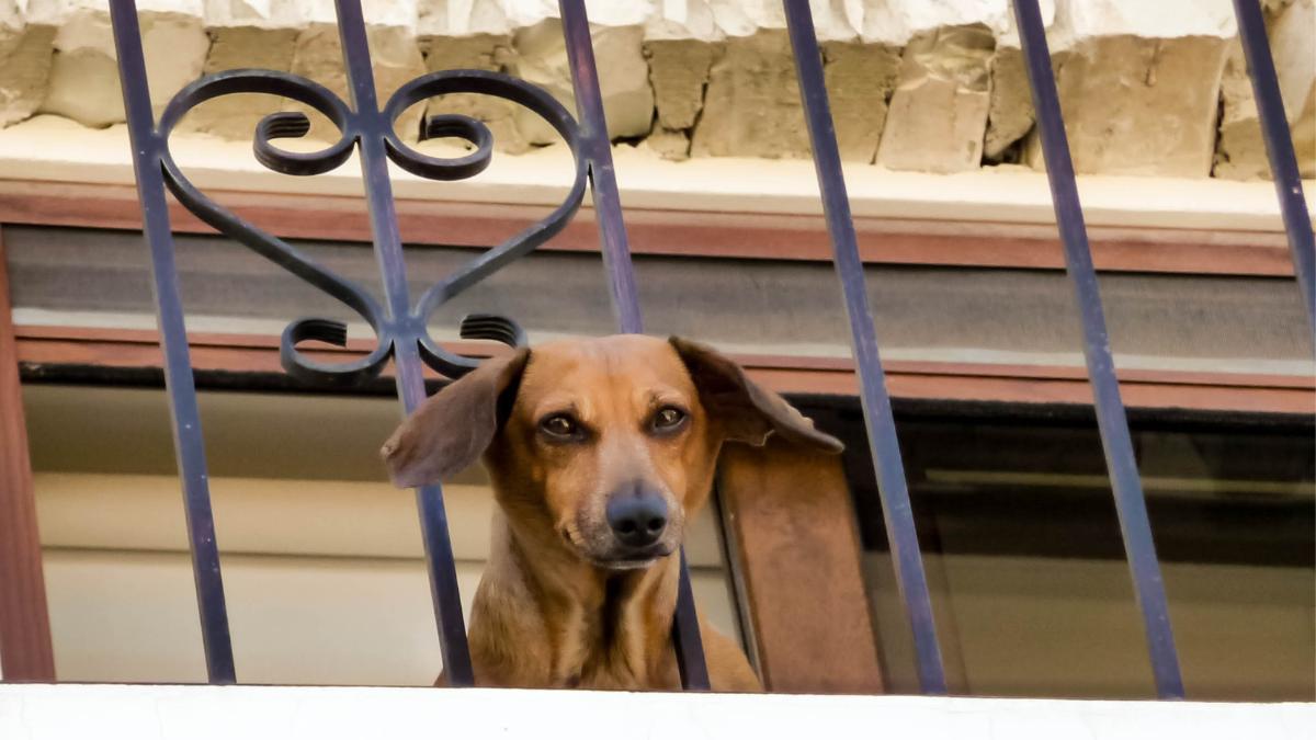 La Ley de Bienestar Animal pone límites dentro de casa: estas son las zonas donde no puedes mantener habitualmente a perros y gatos