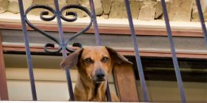 La Ley de Bienestar Animal pone límites dentro de casa: estas son las zonas donde no puedes mantener habitualmente a perros y gatos