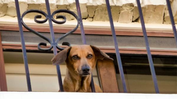 La Ley de Bienestar Animal pone límites dentro de casa: estas son las zonas donde no puedes mantener habitualmente a perros y gatos