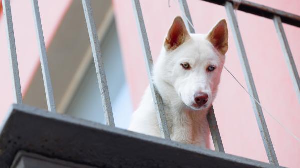 La Ley de Bienestar Animal pone límites dentro de casa: estas son las zonas donde no puedes mantener habitualmente a perros y gatos - La ley permite el acceso puntual, pero no mantener a perros y gatos habitualmente en estas zonas