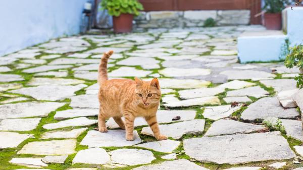 La Ley de Bienestar Animal pone límites dentro de casa: estas son las zonas donde no puedes mantener habitualmente a perros y gatos - Las zonas de casa donde la ley prohíbe mantener habitualmente a perros y gatos