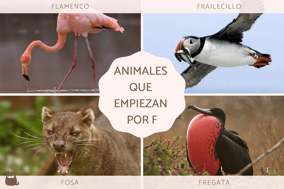 Animales que empiezan por F