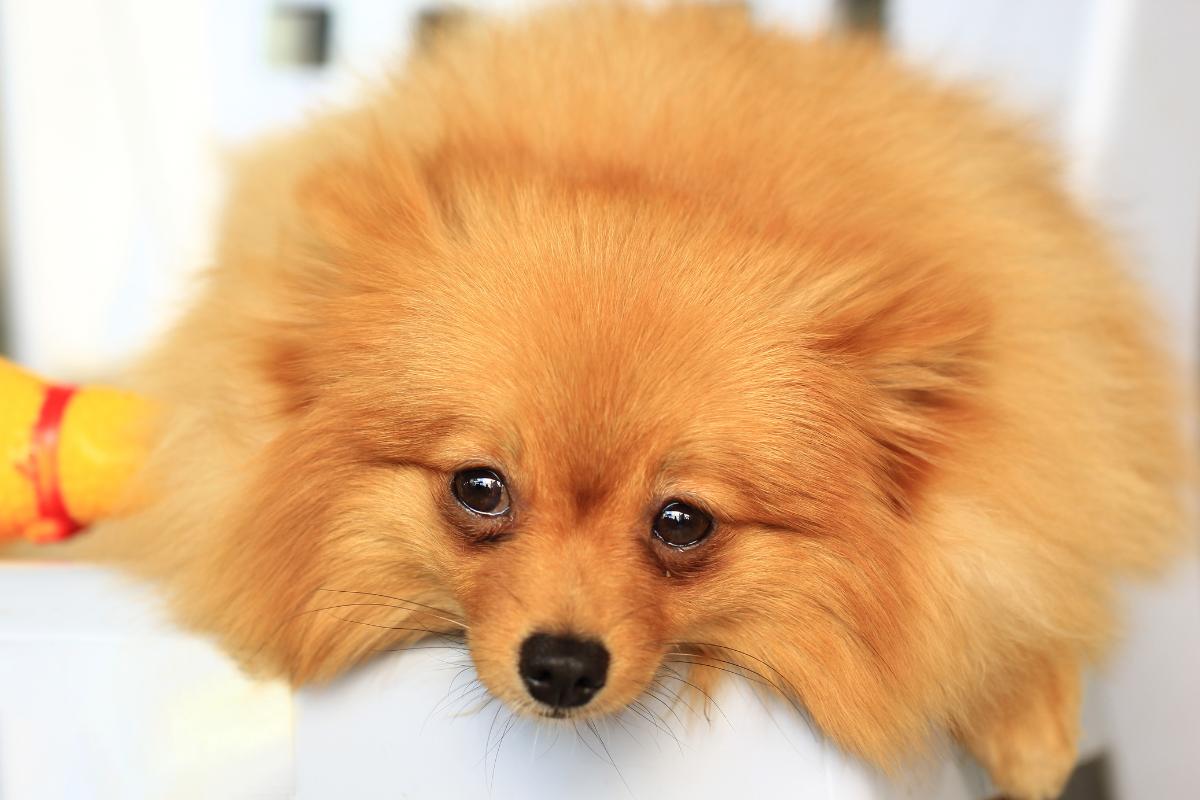 ¿Cómo piden perdón los perros?