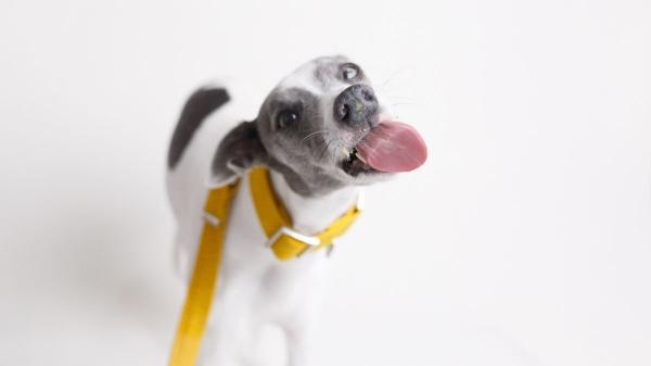 No es moda ni decoración: el verdadero significado de los lazos de colores en las correas de los perros - Lazo amarillo: señal de que no debes acercarte sin permiso