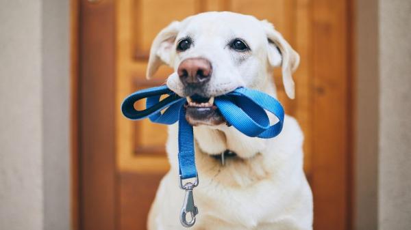 No es moda ni decoración: el verdadero significado de los lazos de colores en las correas de los perros - Lazo azul: indica que el perro está desempeñando tareas importantes