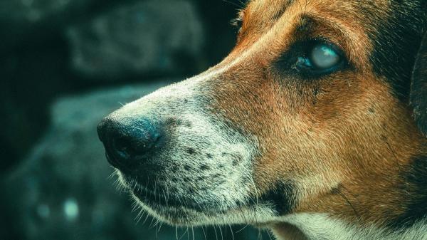 No es moda ni decoración: el verdadero significado de los lazos de colores en las correas de los perros - Lazo blanco: indica que el perro tiene alguna discapacidad