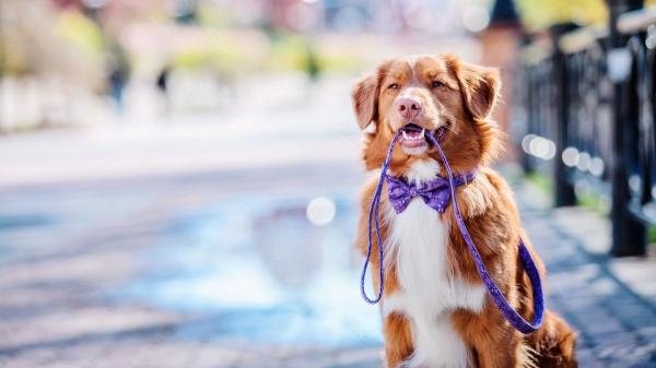 No es moda ni decoración: el verdadero significado de los lazos de colores en las correas de los perros - Lazo morado: no darle comida sin preguntar