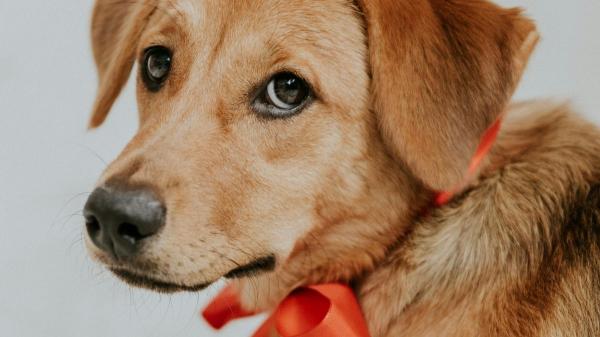 No es moda ni decoración: el verdadero significado de los lazos de colores en las correas de los perros - Lazo rojo: puede reaccionar con agresividad