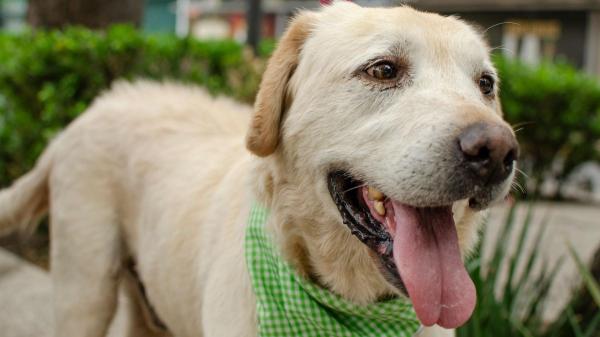 No es moda ni decoración: el verdadero significado de los lazos de colores en las correas de los perros - Lazo verde: señal de que el perro es sociable