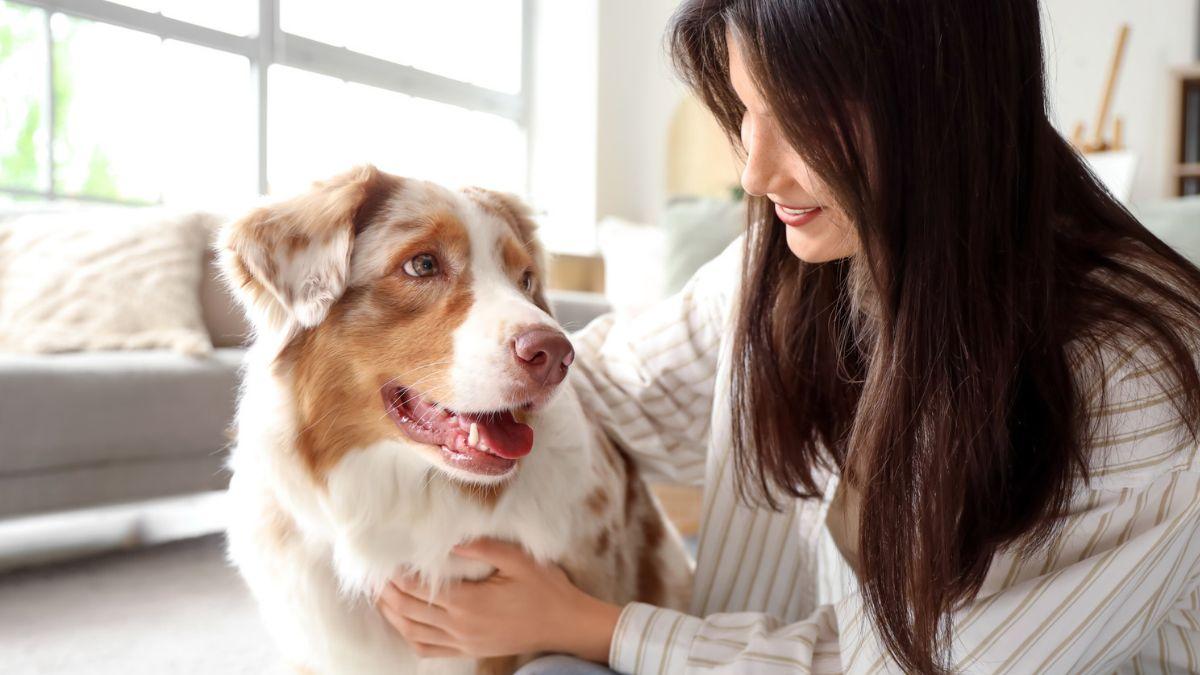 Los veterinarios coinciden: “La persona favorita de un perro es siempre la que le hace sentir seguro y comprendido, no necesariamente quien le da de comer”