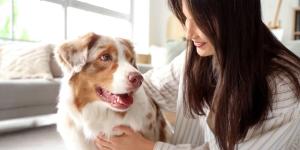 Los veterinarios coinciden: “La persona favorita de un perro es siempre la que le hace sentir seguro y comprendido, no necesariamente quien le da de comer”