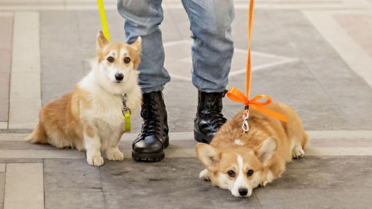 No es moda ni decoración: el verdadero significado de los lazos de colores en las correas de los perros