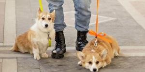 No es moda ni decoración: el verdadero significado de los lazos de colores en las correas de los perros