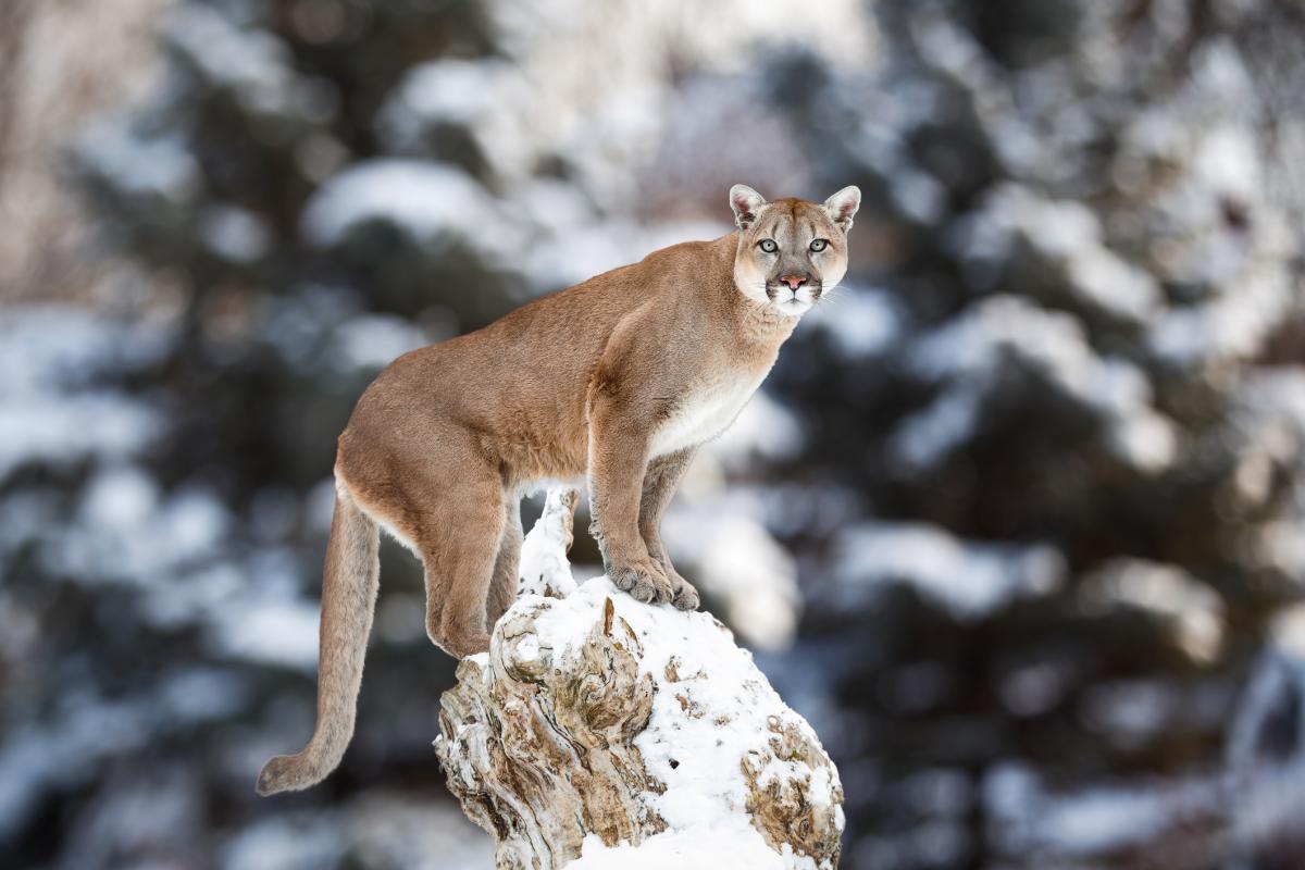 ¿El puma está en peligro de extinción?