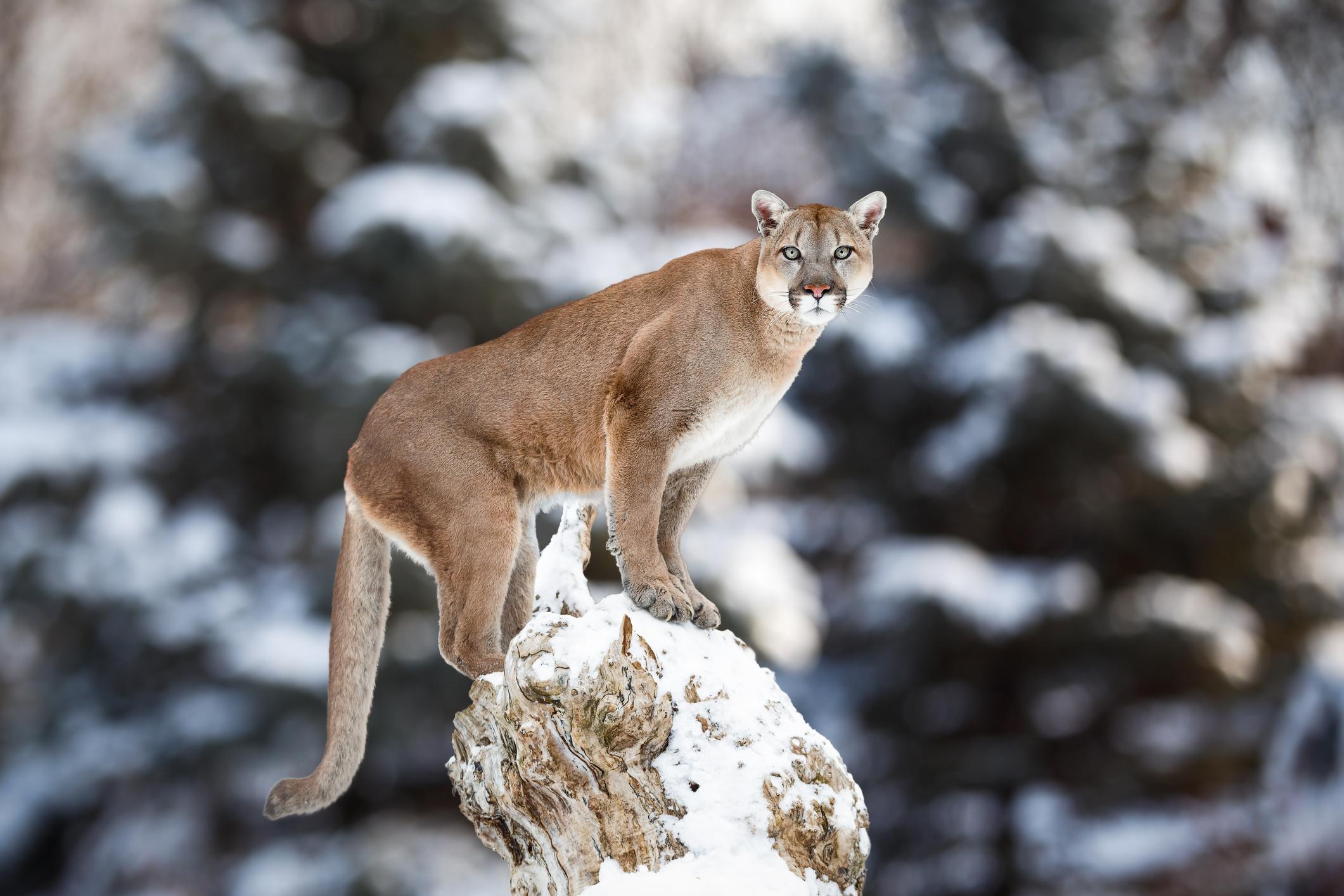 El puma esta en peligro de extincion Amenazas y planes de conservacion