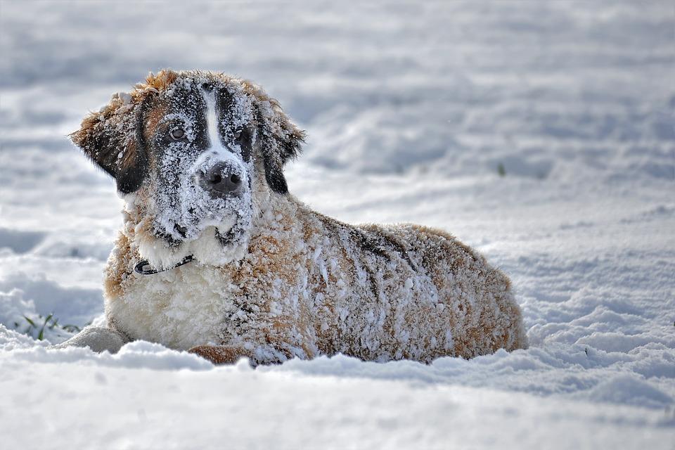 cómo puedes saber si tu perro tiene la presión arterial baja