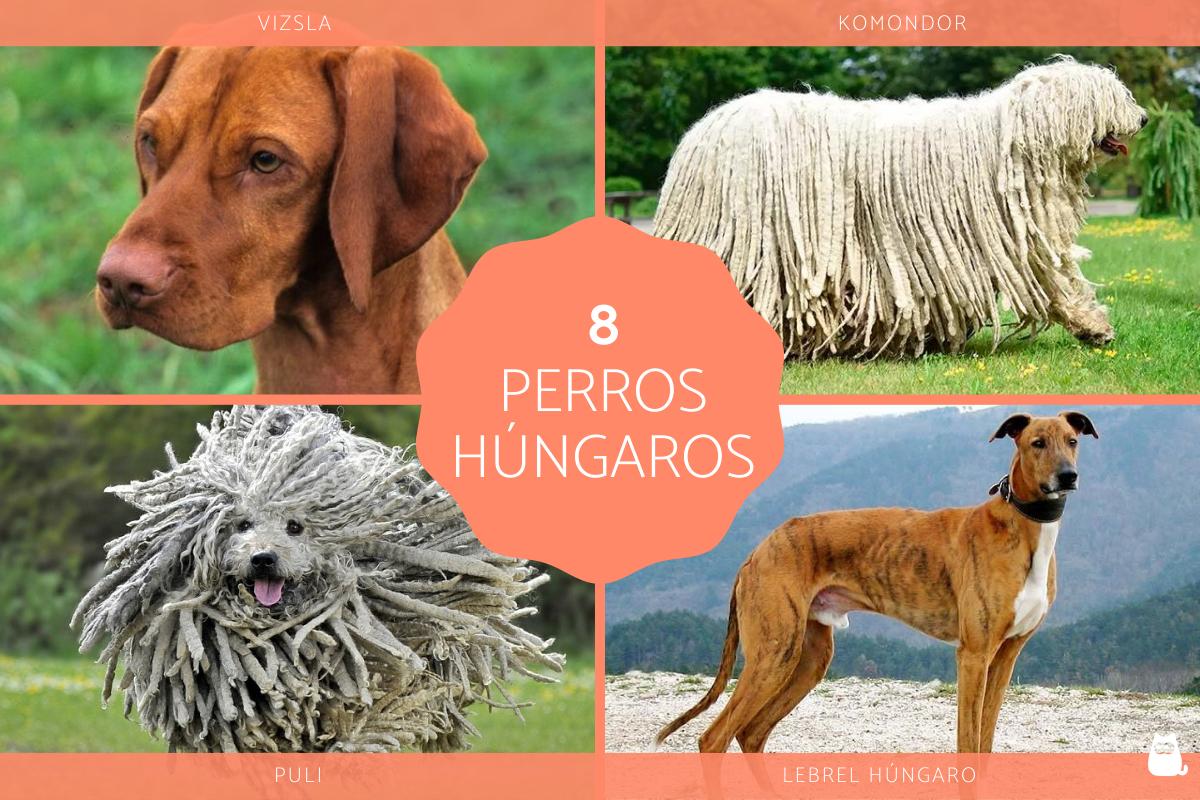 Razas de perros húngaros