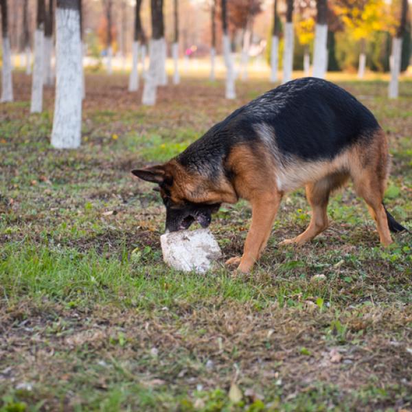 que hacer cuando un perro se traga una piedra