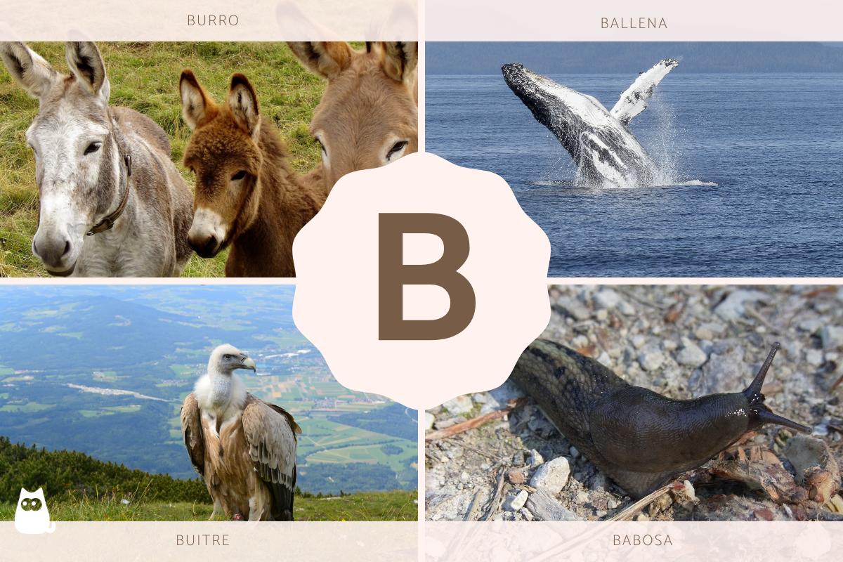 Animales que empiezan por B