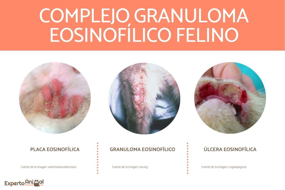 Complejo granuloma eosinofílico felino - Síntomas y tratamientos