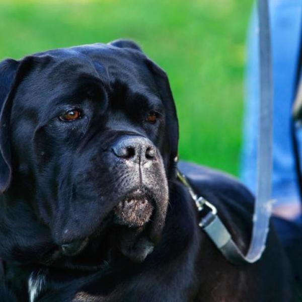 es un cane corso un mastin italiano