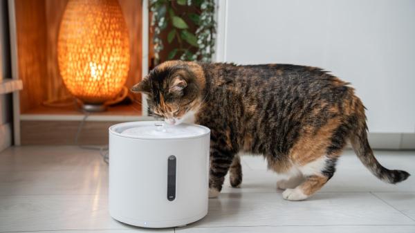 Neus Candela, veterinaria: “El pienso genera déficit crónico de agua en los gatos” - El problema del pienso seco que preocupa a muchos veterinarios