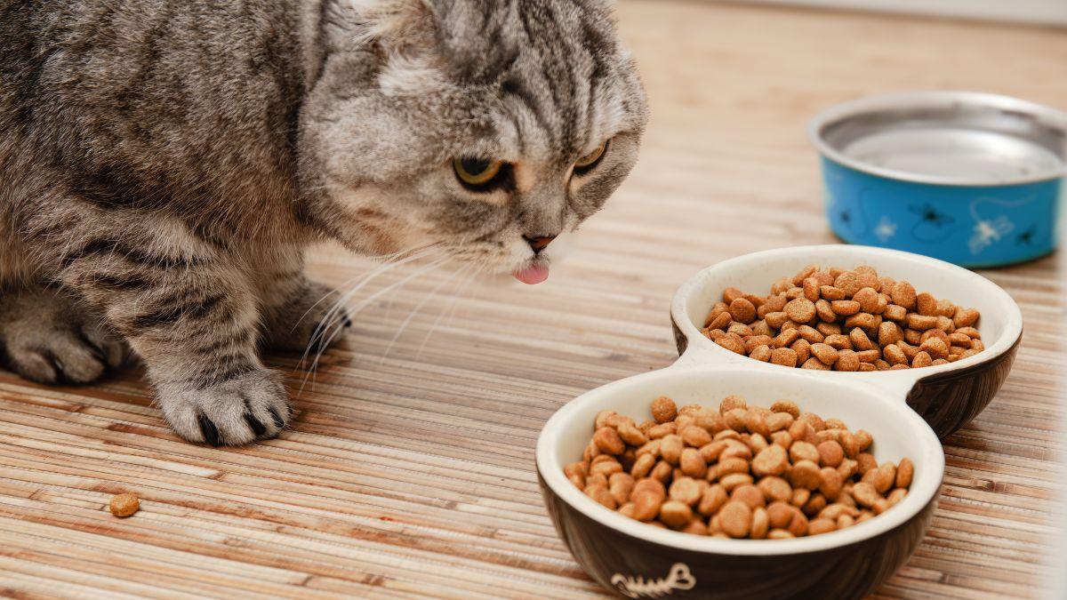 Neus Candela, veterinaria: “El pienso genera déficit crónico de agua en los gatos”