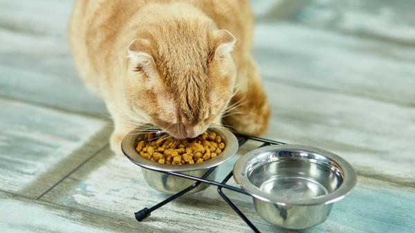 Neus Candela, veterinaria: “El pienso genera déficit crónico de agua en los gatos” - Por qué los gatos apenas beben agua y qué tiene que ver su origen salvaje