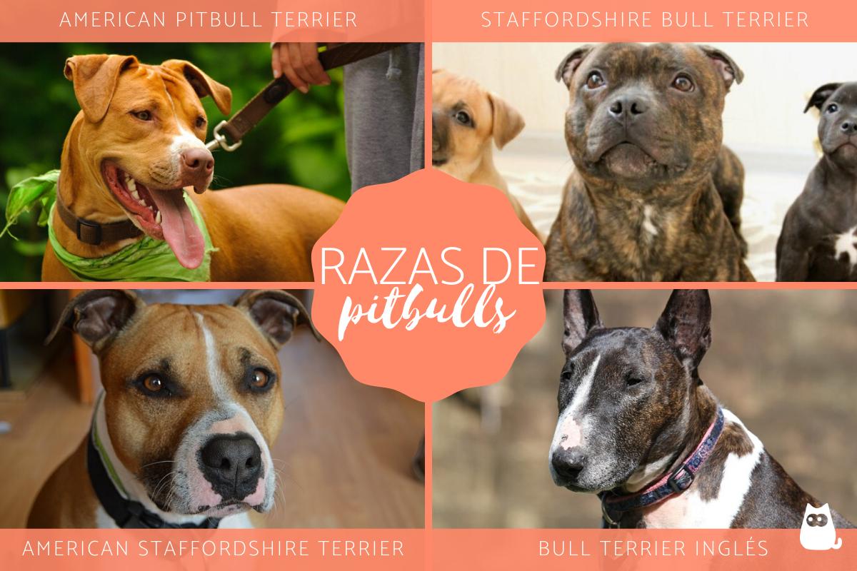 Razas de perros pitbull: tipos, nombres y características