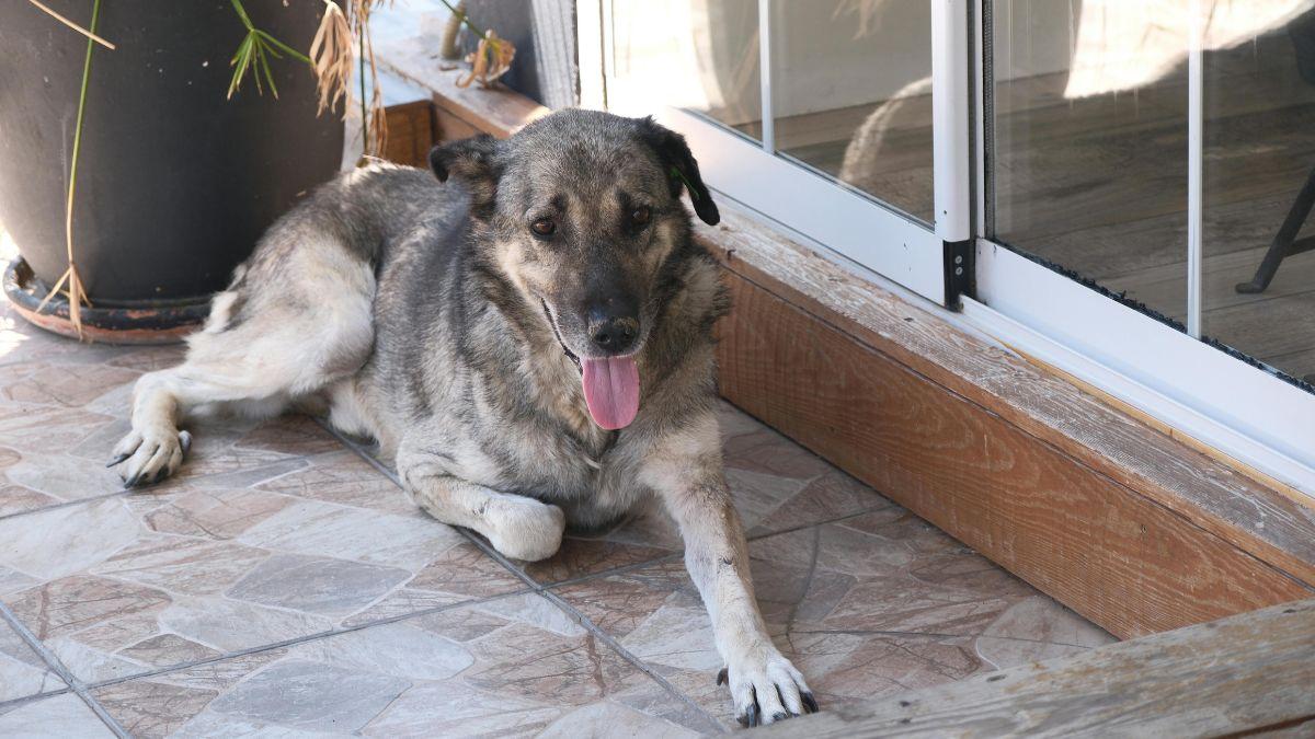 la Ley de Bienestar Animal contempla multas de hasta 200.000 euros