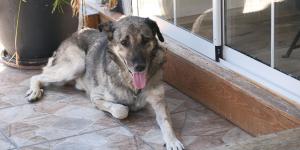 Cuidado si dejas a tu perro o gato en la terraza con calor: la Ley de Bienestar Animal contempla multas de hasta 200.000 euros