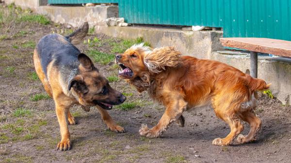 ¿Por qué se pelean los perros que viven juntos?