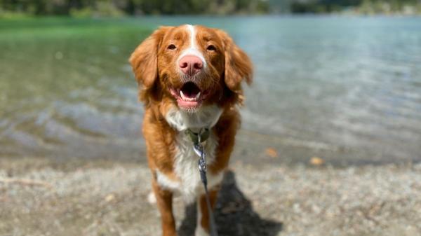 Los veterinarios alertan: algunos perros y gatos también necesitan protector solar en verano (y así debes aplicarlo) - El error más común al poner protector solar a tu perro: aplicarlo justo antes de salir