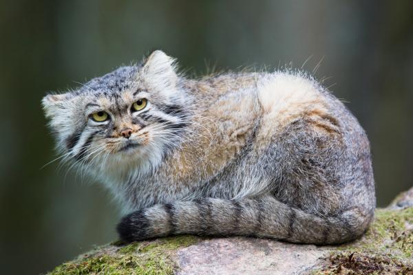 Gato manul o gato de pallas - Características, tipos y hábitat