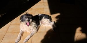 Los veterinarios alertan: algunos perros y gatos también necesitan protector solar en verano (y así debes aplicarlo)