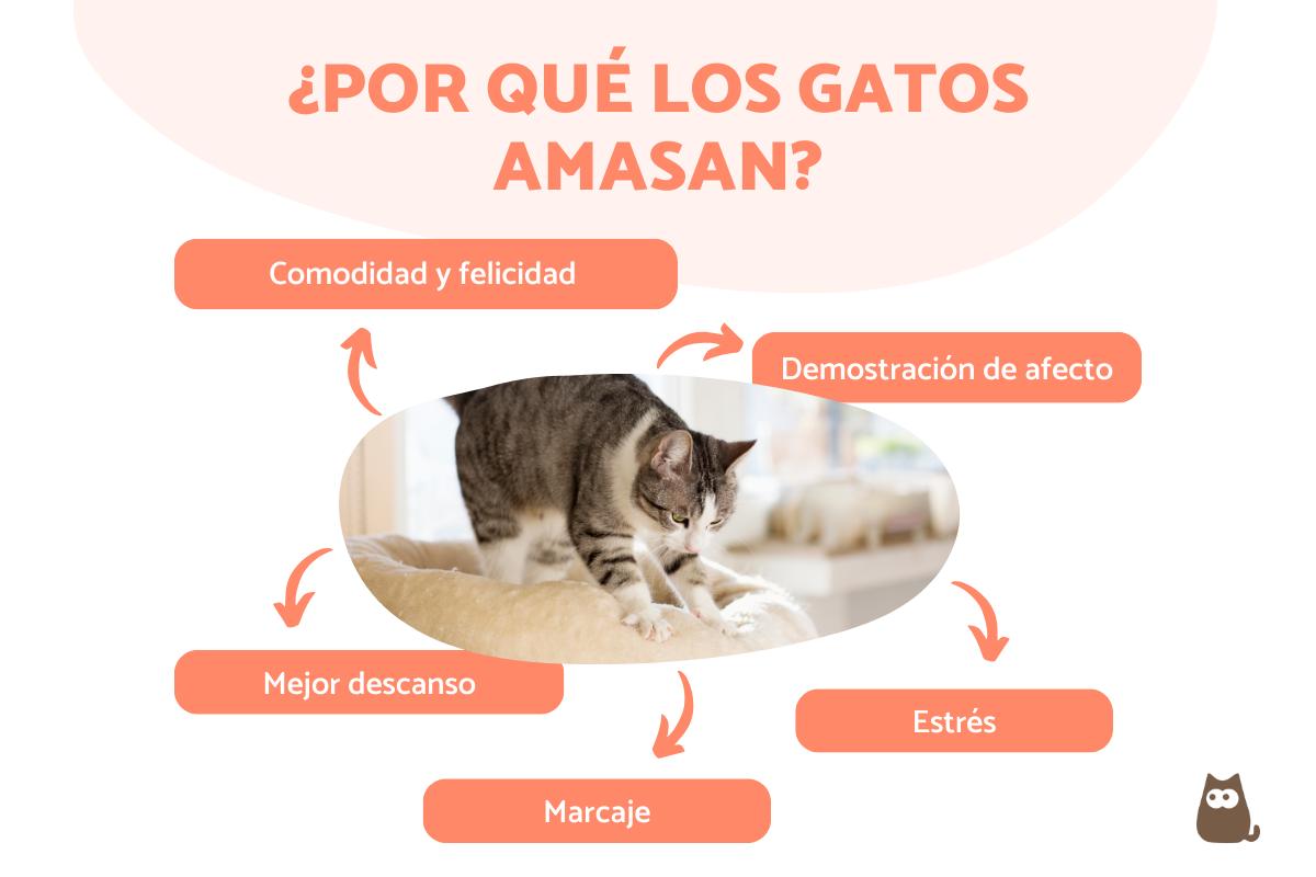 ¿Por qué los gatos amasan?