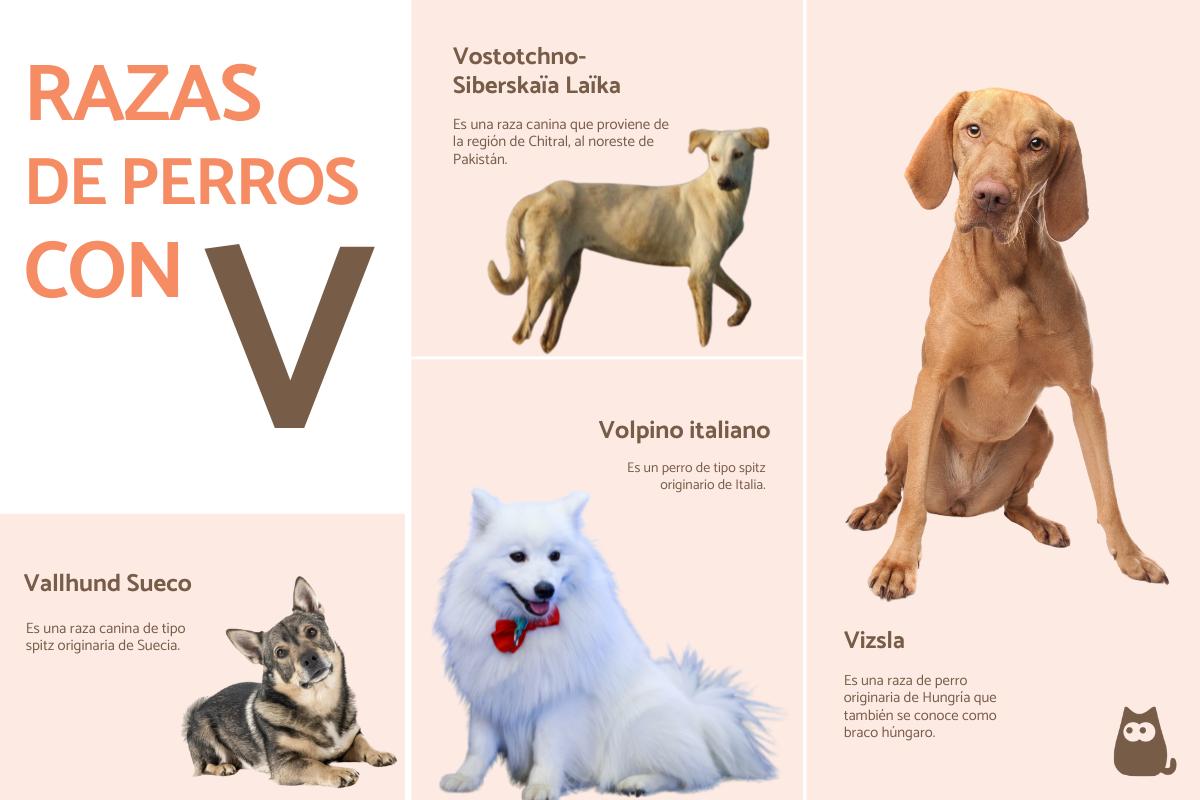 Razas de perros con V