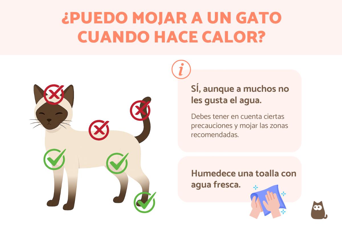 ¿Cómo refrescar a un gato?