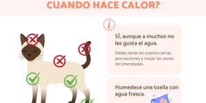 ¿Cómo refrescar a un gato?