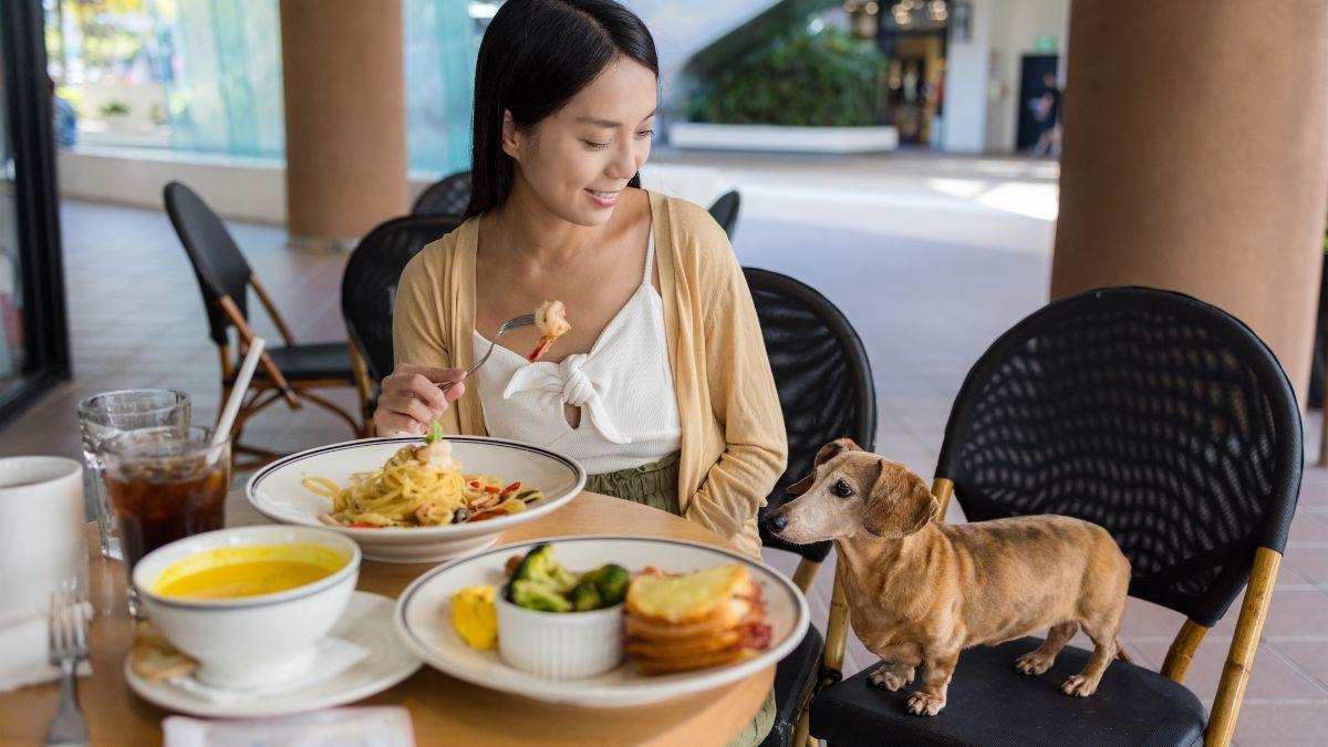 Hong Kong pone fin a años de prohibición: los perros ya pueden entrar en los restaurantes con sus dueños