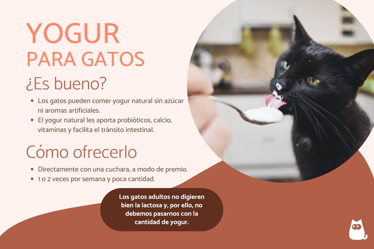 ¿Los gatos pueden comer yogur?