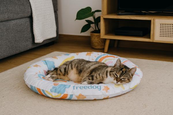 ¿Cómo refrescar a un gato? - Métodos seguros para refrescar a un gato