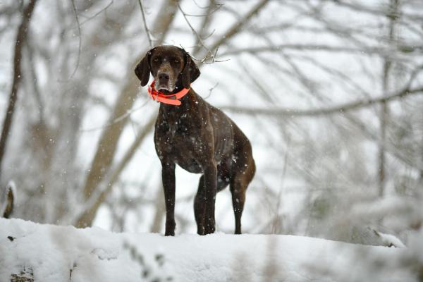 Perros de muestra: qué son y razas - Historia de los perros de muestra