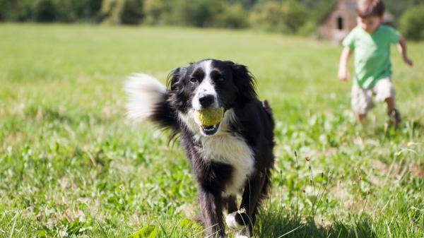 Los adiestradores caninos alertan: “El Border Collie no es el mejor perro para vivir con niños porque se estresa con facilidad y necesita estimulación” - La responsabilidad de la educación del perro recae en los adultos, aunque el niño pida la mascota