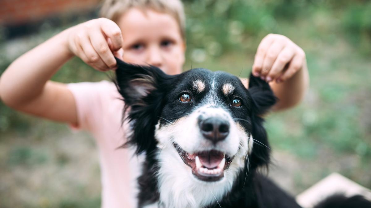 Los adiestradores caninos alertan: “El Border Collie no es el mejor perro para vivir con niños porque se estresa con facilidad y necesita estimulación”