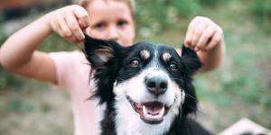 Los adiestradores caninos alertan: “El Border Collie no es el mejor perro para vivir con niños porque se estresa con facilidad y necesita estimulación”