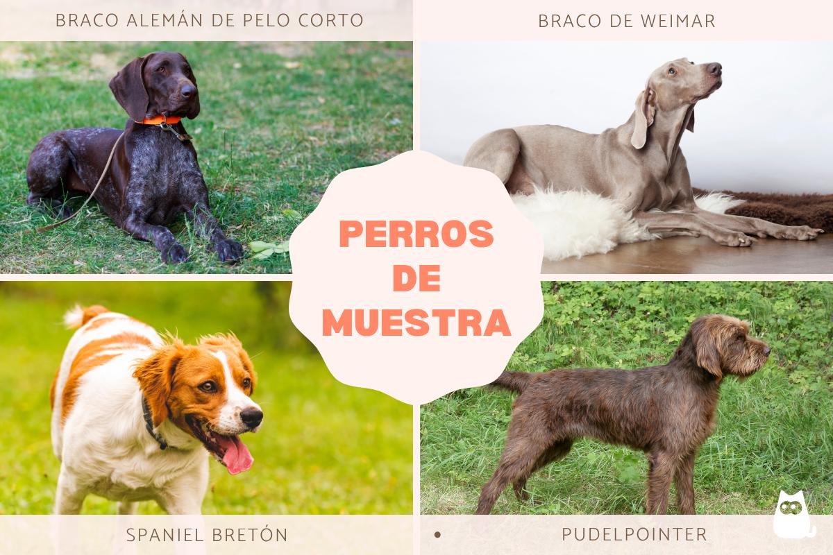 Perros de muestra: qué son y razas