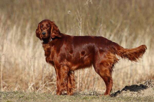 Perros de muestra: qué son y razas - ¿Qué son los perros de muestra?