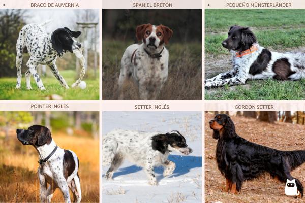 Perros de muestra: qué son y razas - Razas de perros de muestra